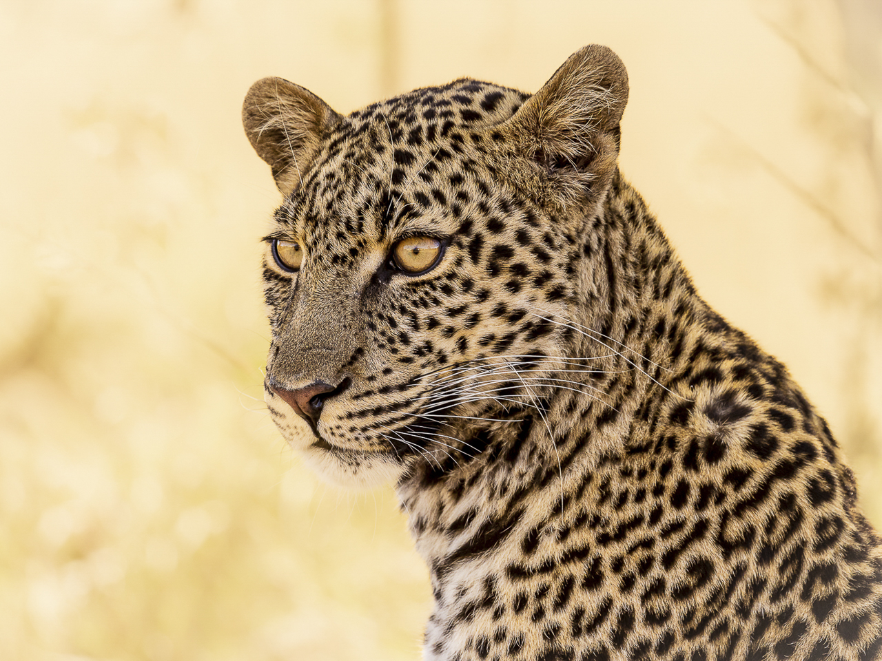 Léopard Isabelle GRUN