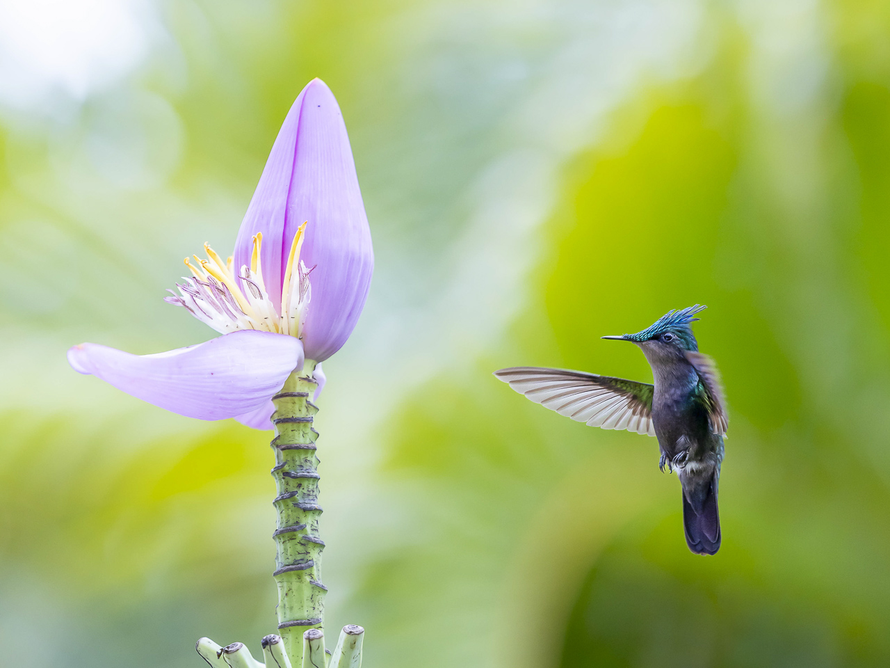 048 GRUN Colibri huppé BD