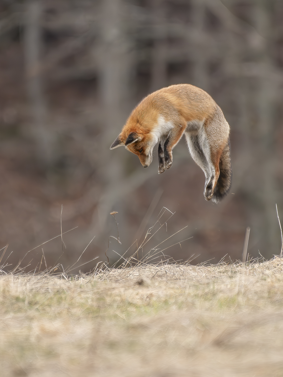 T4 La Nature Martins Salgado Mulotage